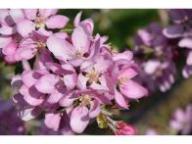 Flower LUB A0905