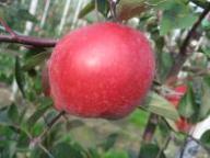 Fruit on the tree Luregust