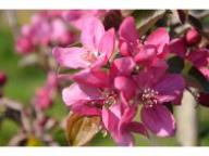 Flower LUB A2605