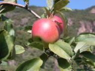 Fruit on the tree Nicoter