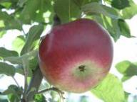 Fruit on the tree Prinz Albrecht von Preußen