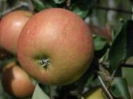 Fruit on the tree Rafzubin Rubinette