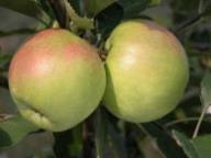 Fruit on the tree Rosa di Fondo