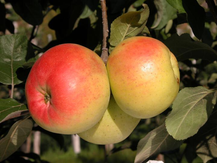 Fruit on the tree Rosa di Seio