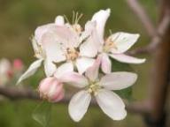 Flower Rote Sternrenette