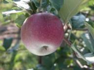 Fruit on the tree Rote Sternrenette