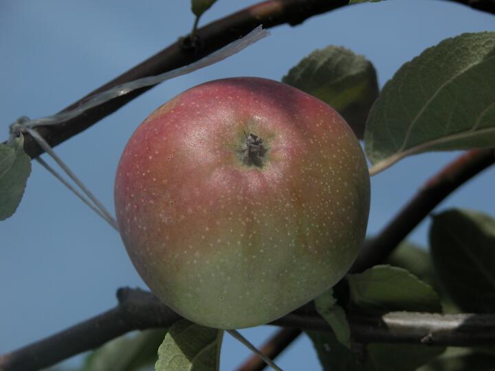 Fruit on the tree Roter Eiserapfel