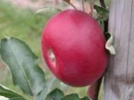 Fruit on the tree Roter Stettiner