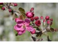 Flower RS-1