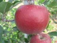 Fruit on the tree RS-1