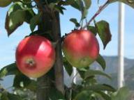 Fruit on the tree Scifresh