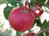 Fruit on the tree Scilate