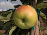 Fruit on the tree Signe Tillisch