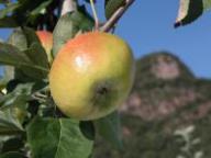 Fruit on the tree Sommerköniger