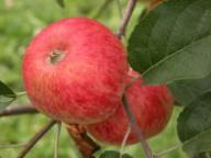 Fruit on the tree Stark Earliest