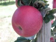 Fruit on the tree Staymanred