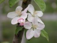 Flower Topaz