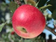 Fruit on the tree Topaz