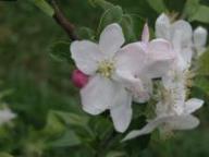 Flower UEB32642