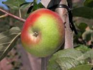 Frutto singolo in pianta Böhmischer Brünnerling