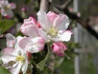 Fioritura Brixner Plattling