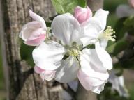 Fioritura Brünnerling Großer