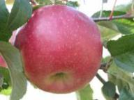 Frutto singolo in pianta Dalinette
