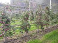 Albero Fujion