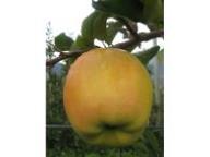 Frutto singolo in pianta Golden Delicious