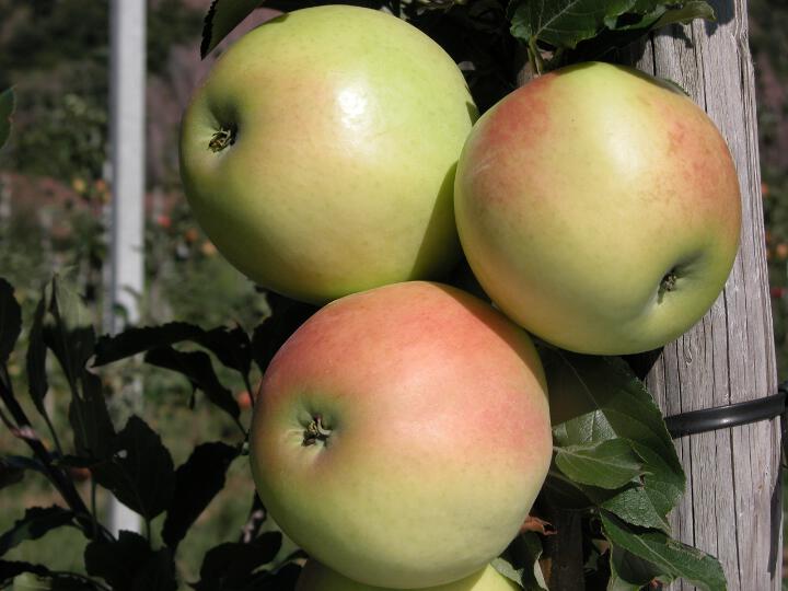 Frutto singolo in pianta Grahams Jubiläumsapfel