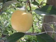 Frutto singolo in pianta Lb 07535