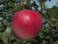 Frutto singolo in pianta Morgenduft