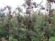 Albero Red Delicious Standard