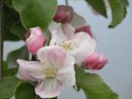 Fioritura Rosa di Fondo