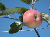 Frutto singolo in pianta Roter gestreifter Astrachan