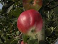 Frutto singolo in pianta Roter Herbstkalvill