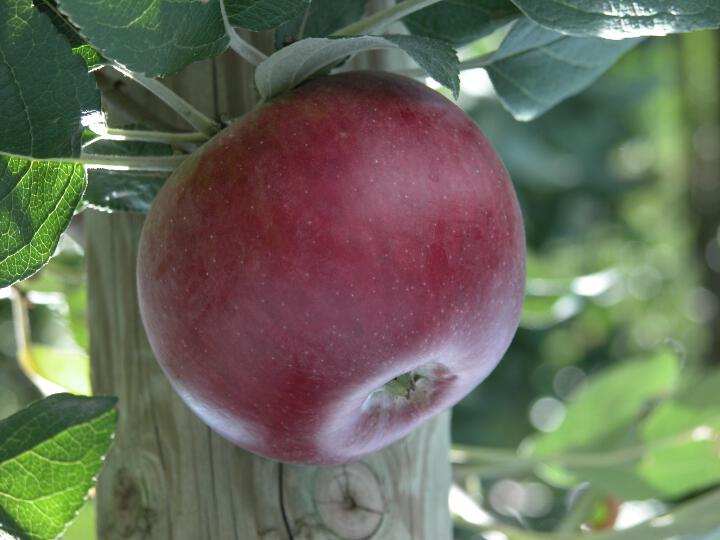 Frutto singolo in pianta Roter von Simonfi