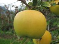 Frutto singolo in pianta UEB32642