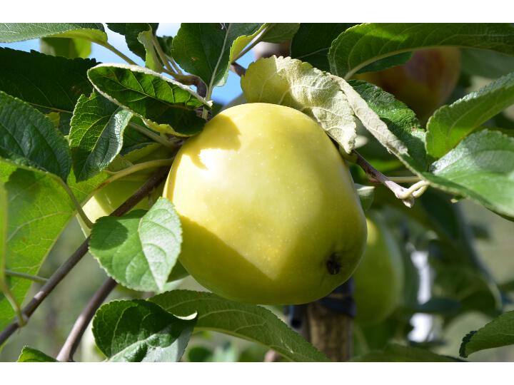 Frutto singolo in pianta Weberbartlapfel
