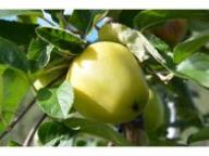 Frutto singolo in pianta Weberbartlapfel