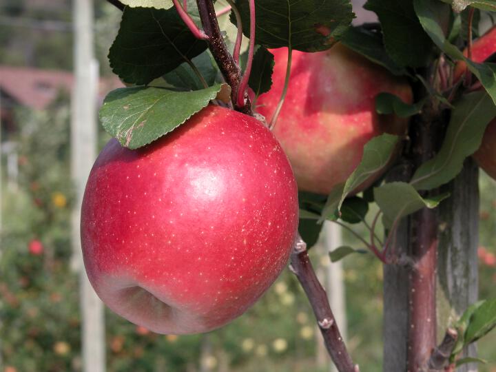 Frutto singolo in pianta Weirouge