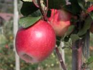 Frutto singolo in pianta Weirouge
