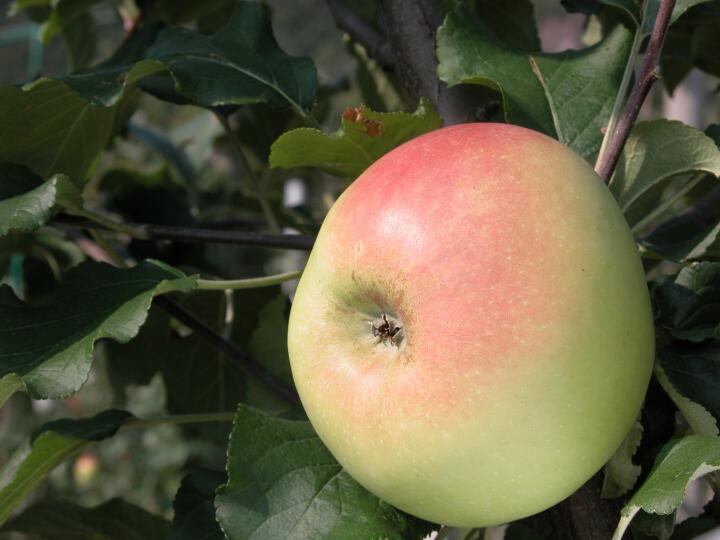 Frutto singolo in pianta Weißer Tafelapfel